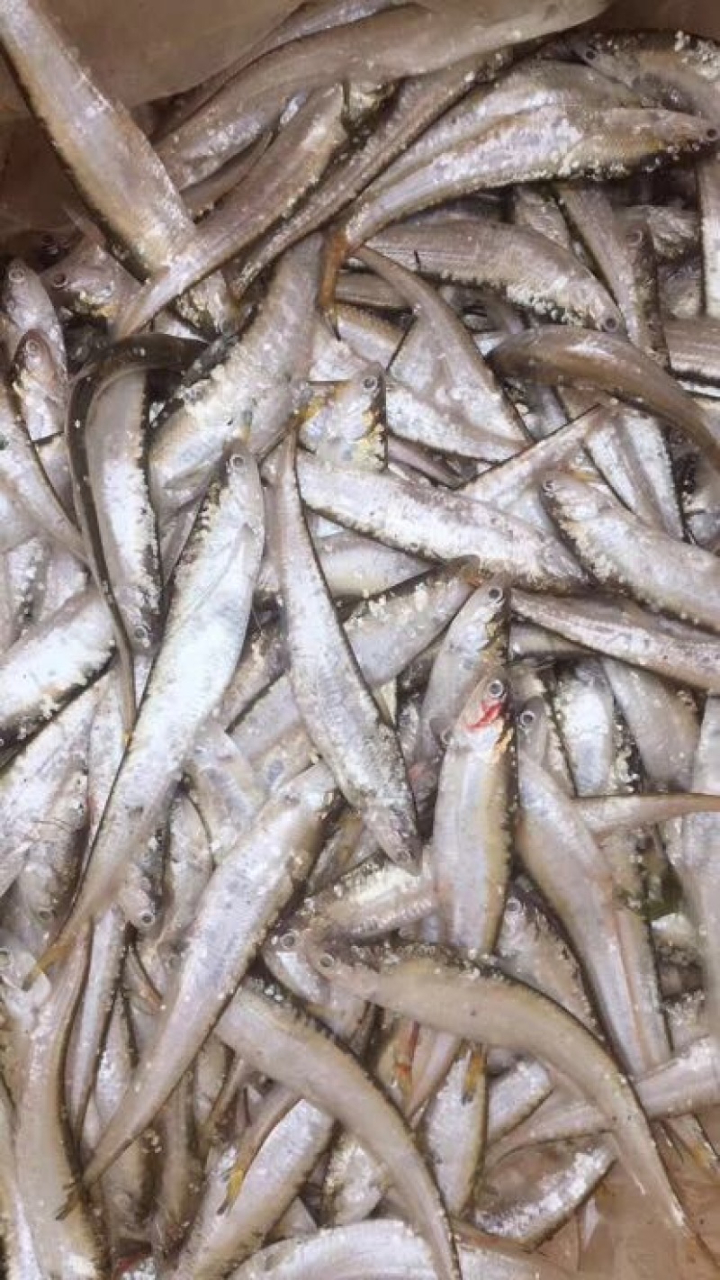 刀鱼食用活鱼