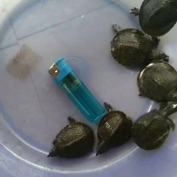 鳖苗甲鱼苗水鱼苗中华鳖台湾鳖