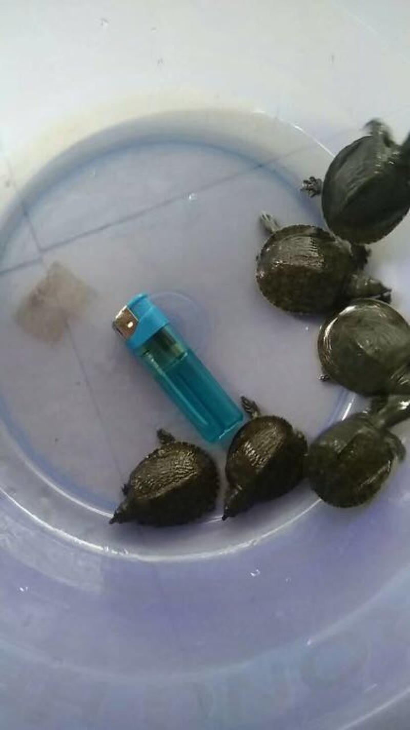 鳖苗甲鱼苗水鱼苗中华鳖台湾鳖