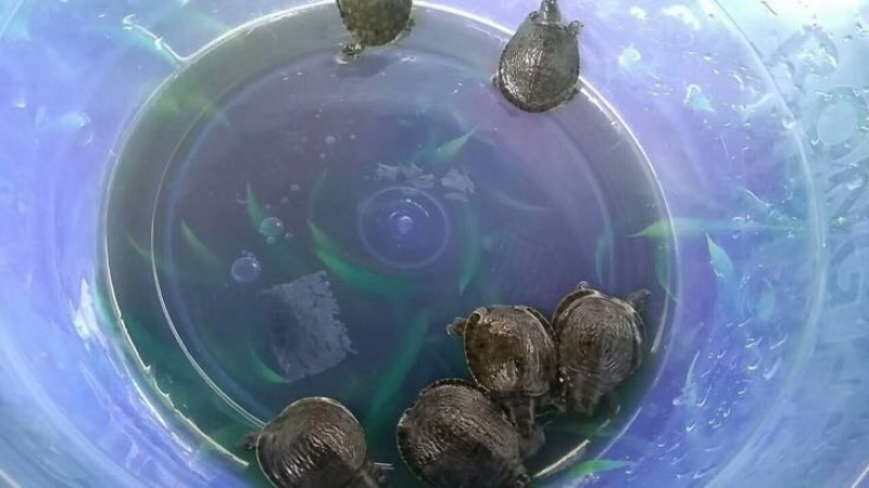 鳖苗甲鱼苗水鱼苗中华鳖台湾鳖