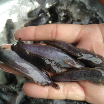 鲶鱼苗大口鲶胡子鲶塘鲺埃及