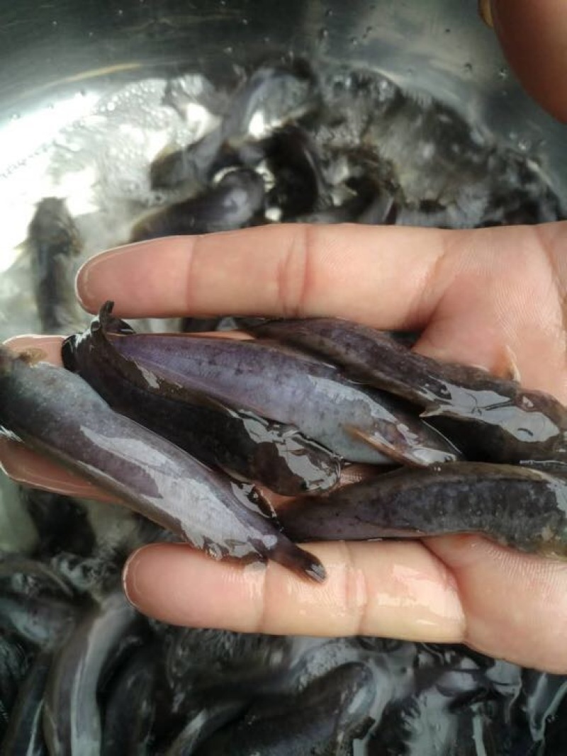 鲶鱼苗大口鲶胡子鲶塘鲺埃及