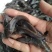 鲶鱼苗大口鲶胡子鲶塘鲺埃及