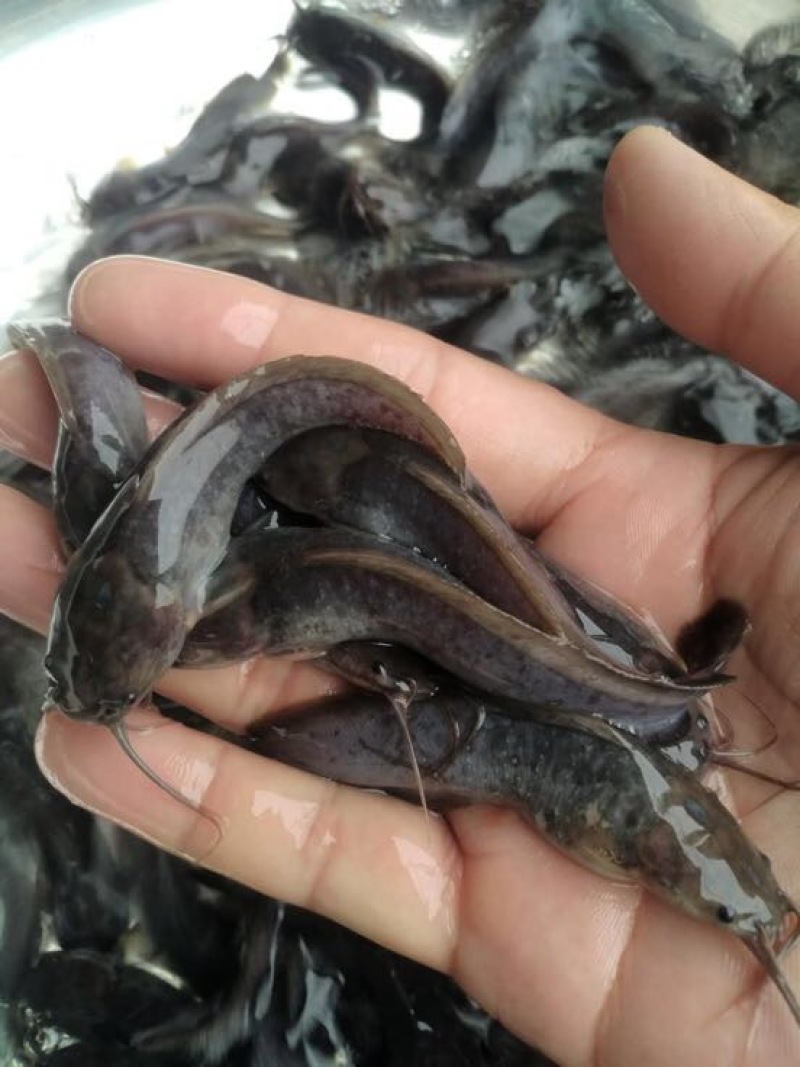 鲶鱼苗大口鲶胡子鲶塘鲺埃及