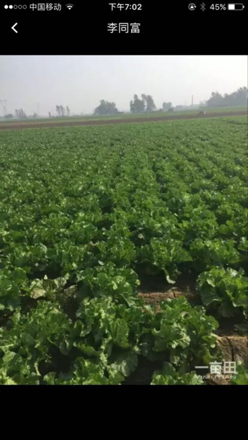 白菜净菜4~6斤，现在已经陆续上市，万亩白菜，