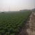 白菜净菜4~6斤，现在已经陆续上市，万亩白菜，