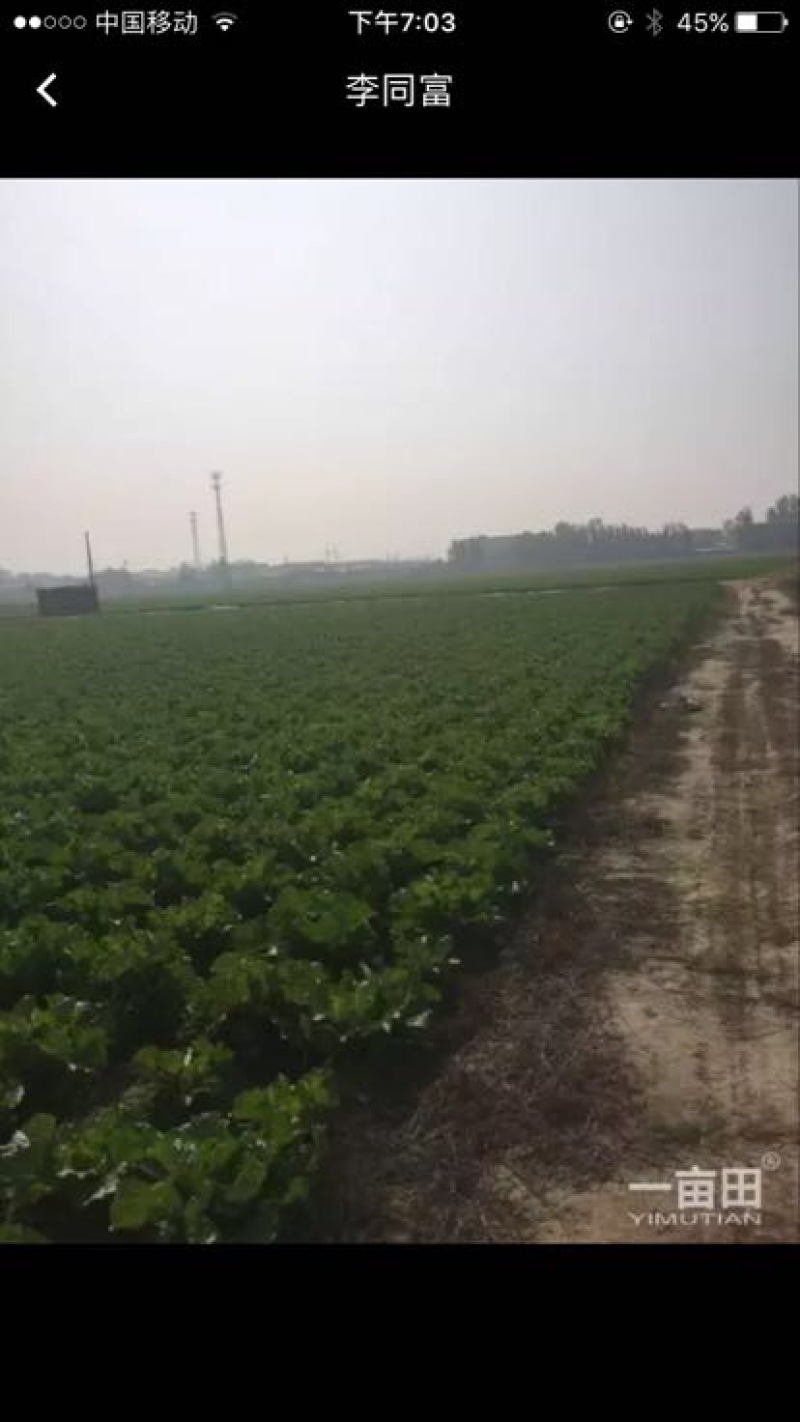 白菜净菜4~6斤，现在已经陆续上市，万亩白菜，