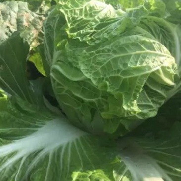 白菜净菜4~6斤，现在已经陆续上市，万亩白菜，