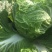 白菜净菜4~6斤，现在已经陆续上市，万亩白菜，