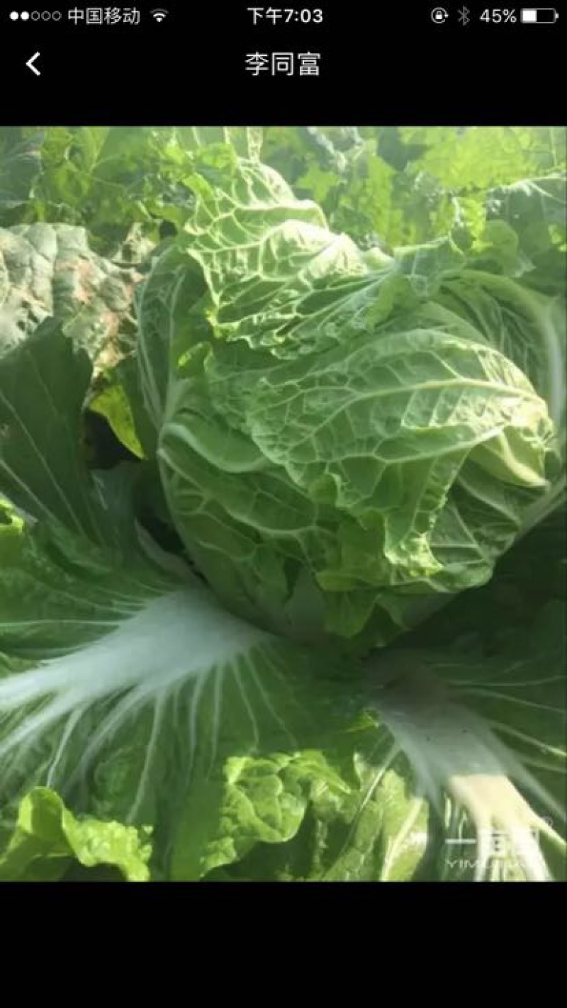 白菜净菜4~6斤，现在已经陆续上市，万亩白菜，