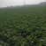 白菜净菜4~6斤，现在已经陆续上市，万亩白菜，