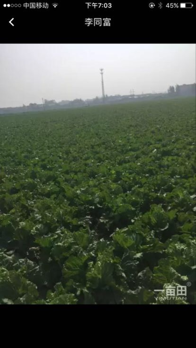 白菜净菜4~6斤，现在已经陆续上市，万亩白菜，