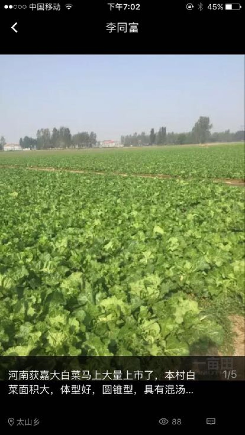 白菜净菜4~6斤，现在已经陆续上市，万亩白菜，