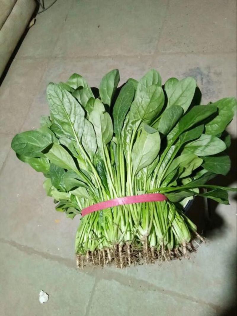 【优质】越冬菠菜25~30厘米基地市场直供货源稳定