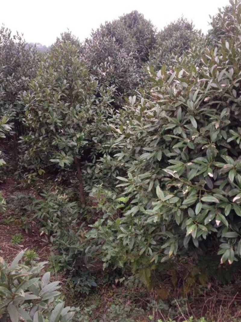 苦丁茶大叶冬青苦丁茶苗木苦丁茶绿化工程苗