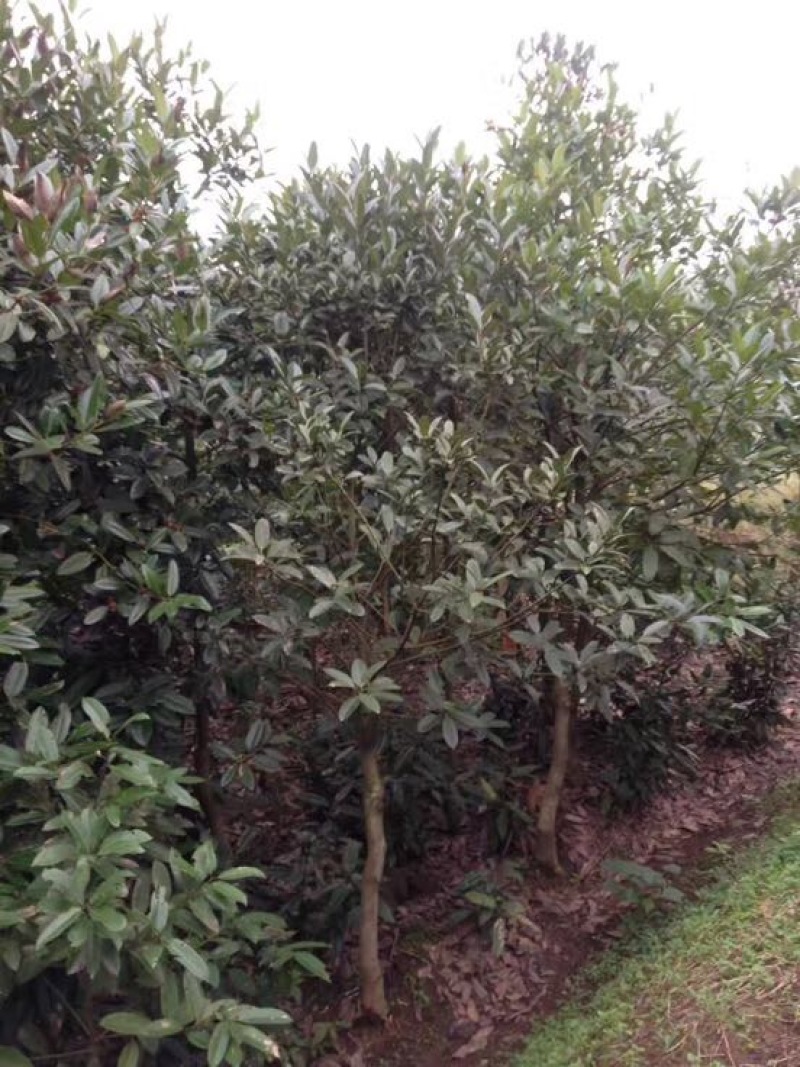 苦丁茶大叶冬青苦丁茶苗木苦丁茶绿化工程苗