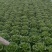 意大利生菜7两~8两