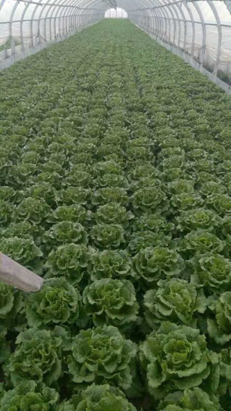 意大利生菜7两~8两