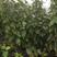 黑珍珠樱桃苗1年80cm以上精品樱桃嫁接苗