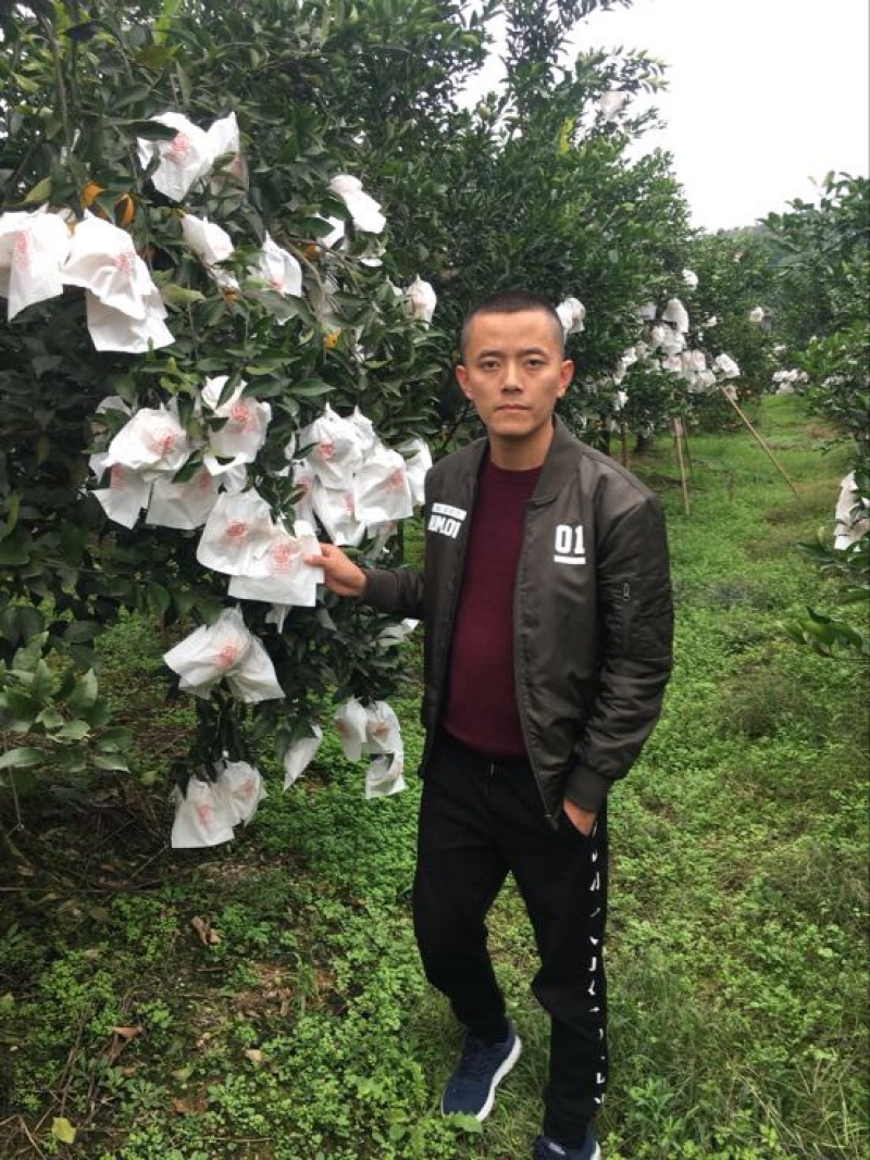 大雅柑1号柑桔苗两年苗