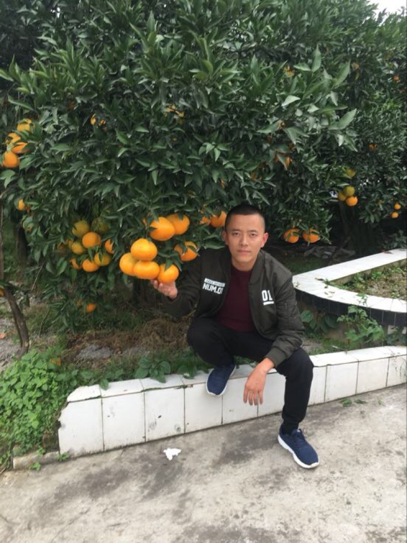 大雅柑1号柑桔苗两年苗