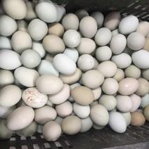绿壳鸡蛋乌鸡蛋480枚装批发物流直达