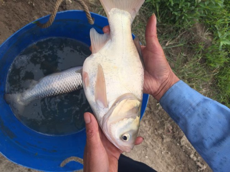 武昌鱼鱼苗活鱼10cm以下