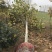 法桐18~20cm14~16cm4米以上3米以上