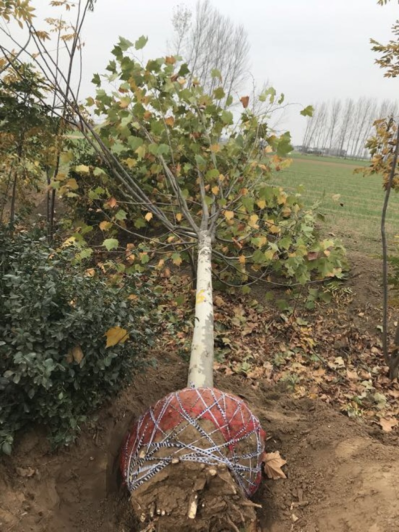 法桐18~20cm14~16cm4米以上3米以上
