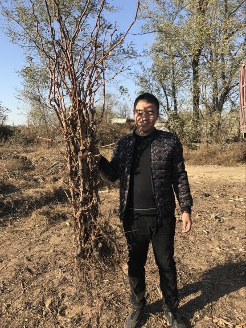 占地葡萄树0.4-5公分成活率百分之九十五以上
