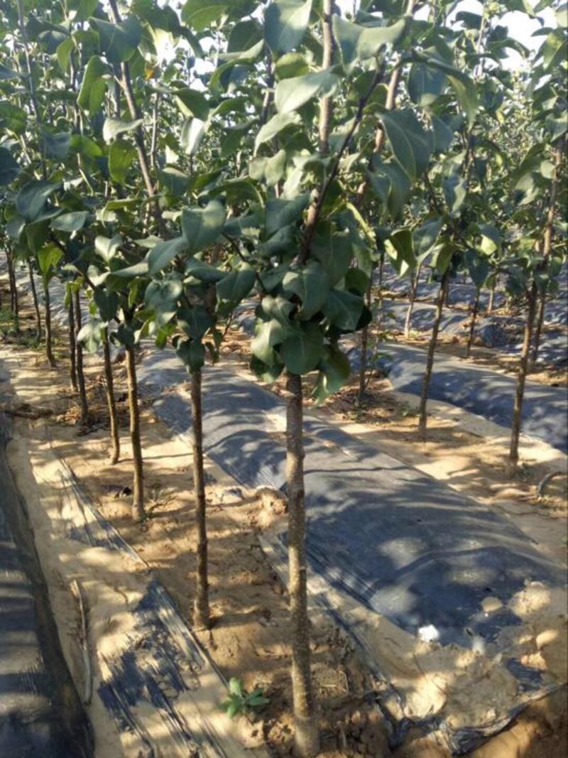 【包存活】2-5公分梨树，南北方种植规格品种齐全基地一手货源