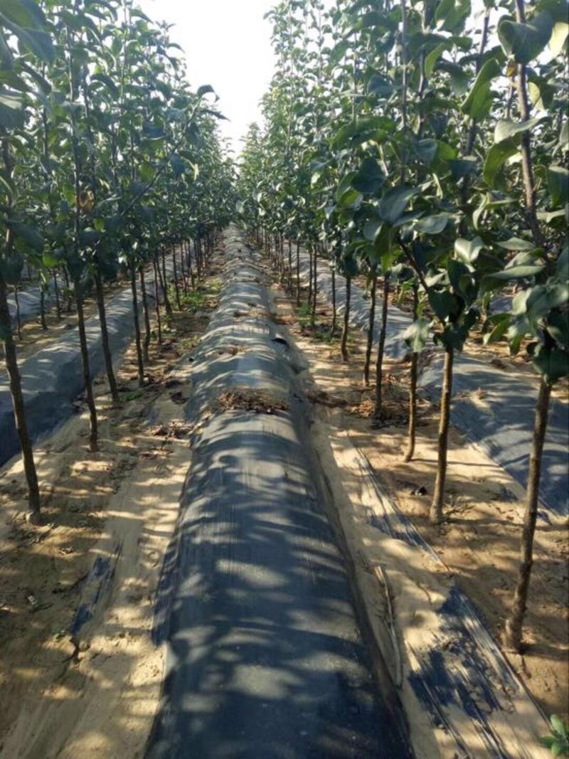 【包存活】2-5公分梨树，南北方种植规格品种齐全基地一手货源