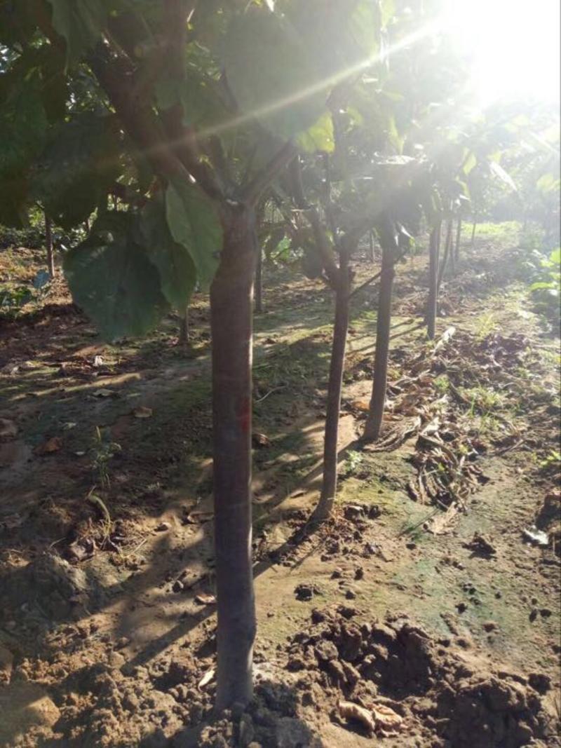 【包技术指导】2--9公分樱桃树，品种齐全，产量高，易存活