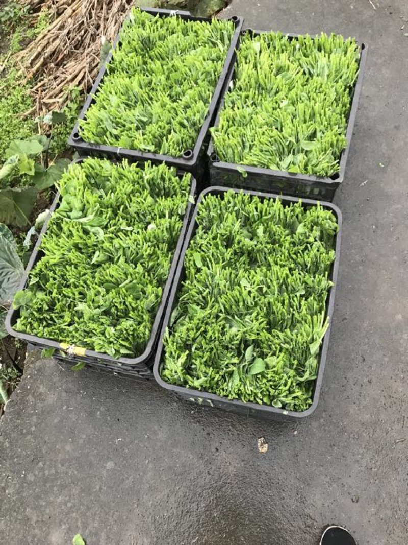 豌豆苗地栽苗