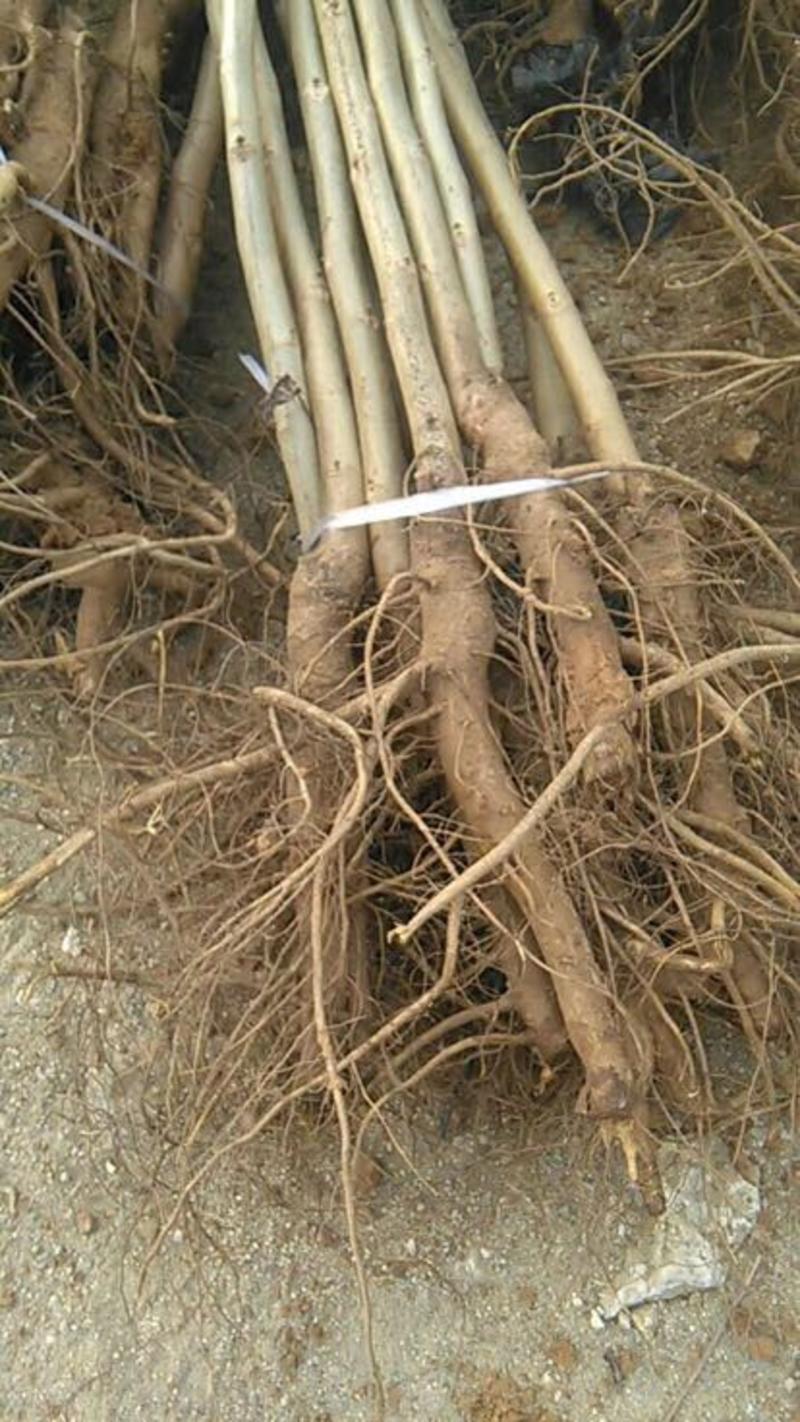 【存活率高】核桃树2~15cm，大量有货，产地直发量大质优