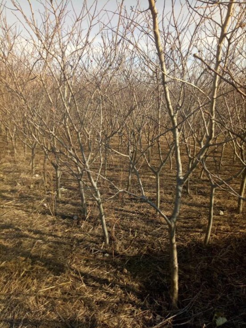 1.5-10cm山楂树，河北山楂苗，包存活技术指导，全国发货