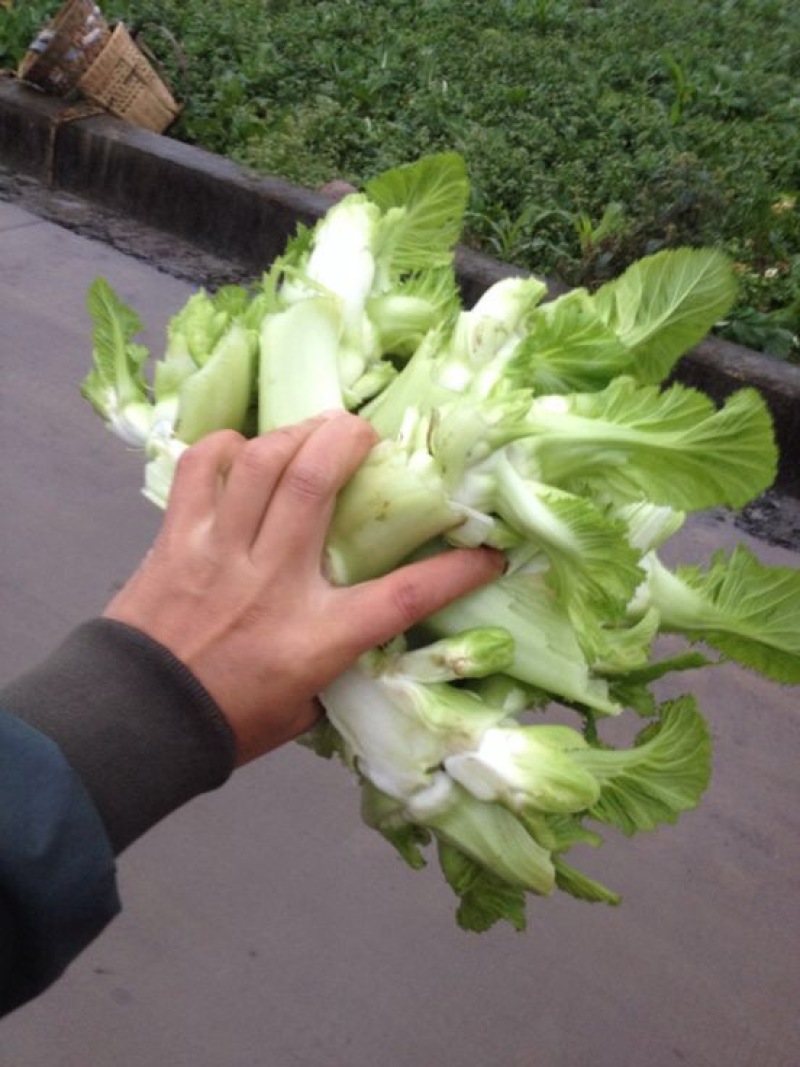 儿菜5两以上