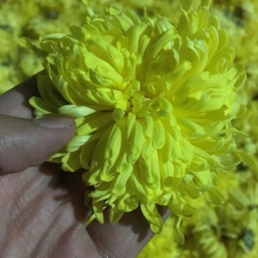 金丝皇菊茶一级