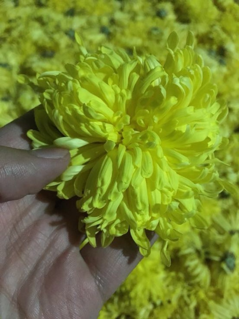 金丝皇菊茶一级
