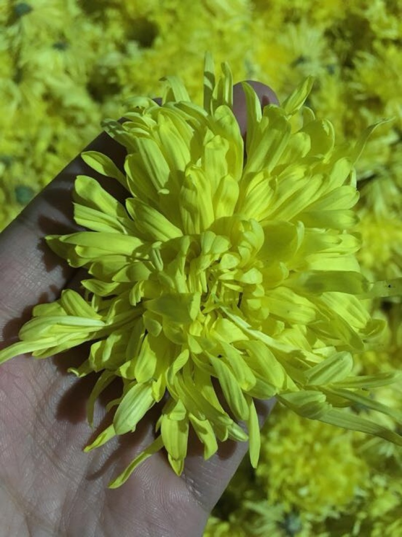 金丝皇菊茶一级