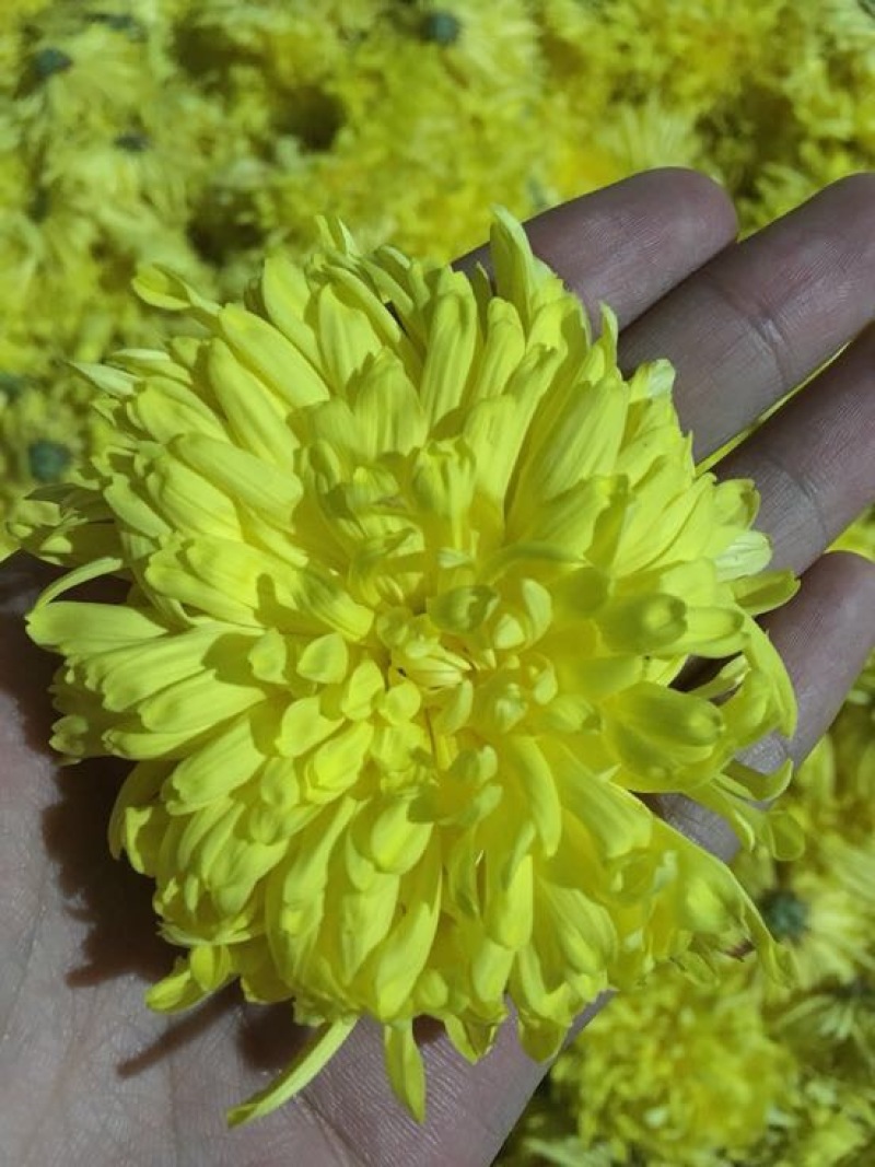 金丝皇菊茶一级