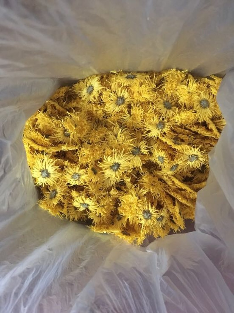 金丝皇菊茶一级
