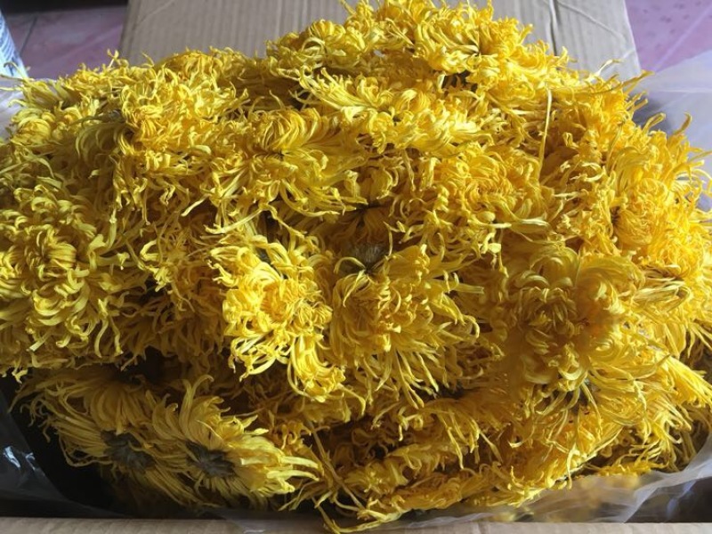 金丝皇菊茶一级