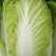 大白菜4~6斤净菜