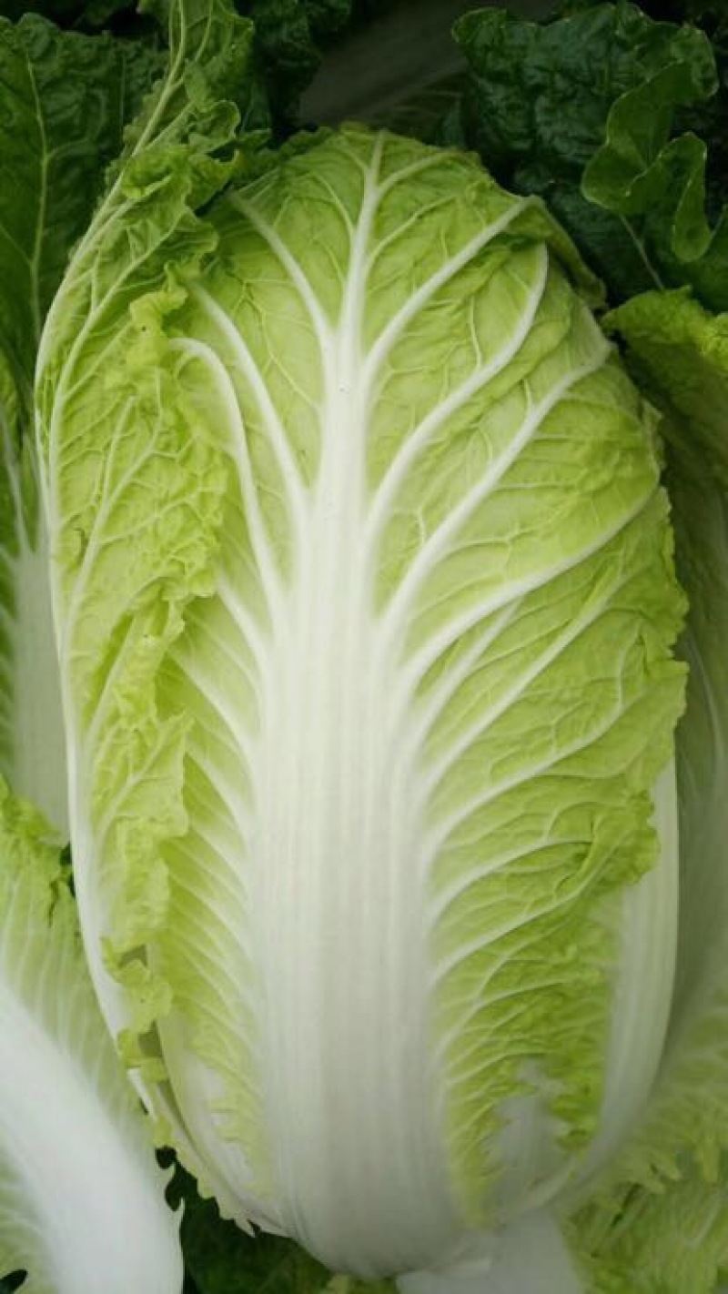 大白菜4~6斤净菜