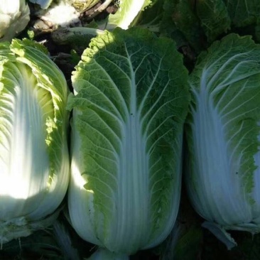 大白菜4~6斤净菜