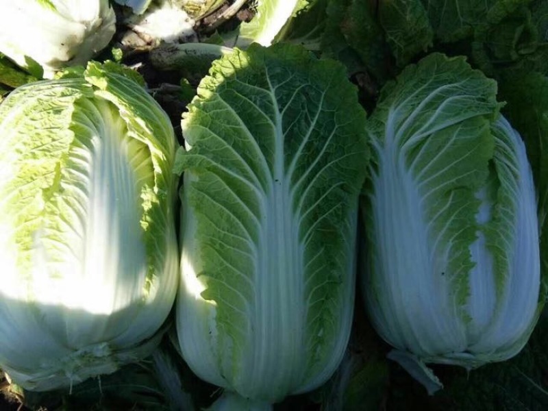 大白菜4~6斤净菜