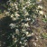 高产嫁接油茶苗30~50cm我们包回收
