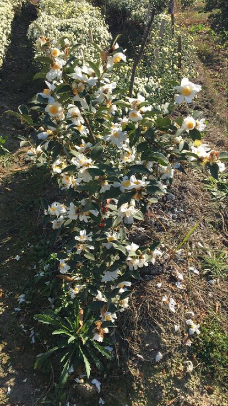 高产嫁接油茶苗30~50cm我们包回收