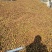 高产嫁接油茶苗30~50cm我们包回收